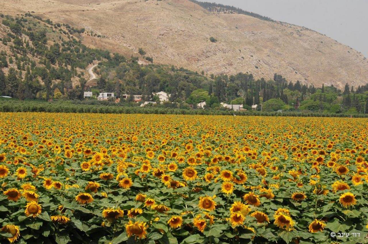 Bait Alfa Kibbutz Country Lodging Bet Alfa Экстерьер фото